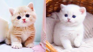 Baby Cats - Cute and Funny Cat Videos Compilation #65  Aww Animals