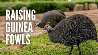 Raising Guinea Fowls Everything You Should Know