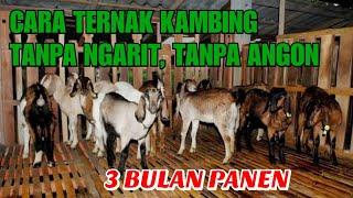 CARA TERNAK KAMBING TANPA NGARIT TANPA ANGON DAN TANPA BAU 3 BULAN PANEN DAN MENGUNTUNGKAN