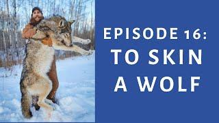 Hinterland Trapping Episode 16 - HOW TO SKIN a WOLF