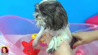 Lola toma banho Pet Tia Cris dá banho na cachorrinha Lola Novo #cachorrinho #brincadeiras #pets