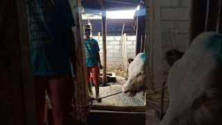 dehorning sapi dara simental