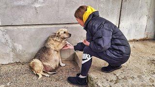 Street Dog Grabbed my Hand and her Eyes were Begging for Help ... I couldnt pass by