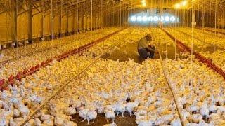 Inside President William Rutos Multibillion poultry Farm in Sugoi