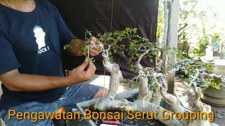 Wiring Bonsai Serut