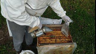 Beekeeper 18022020 How to feed the stock with early #bee control honey chrome  honeybee honey
