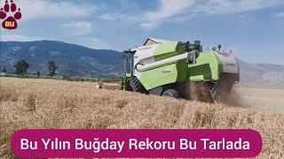 Bu Yılın Buğday Rekoru Bu Tarlada 800.kg