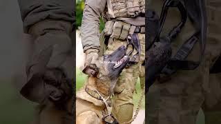 #dog #dogs #tacticalshooter #foryou #k9 #usa #tacticalk9 #shorts #short #shortvideo #shortsvideo