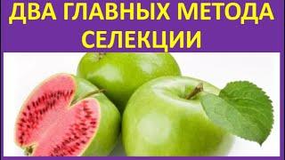 27. Два главных метода селекции