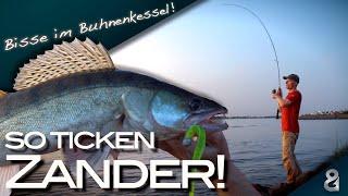 Zander aus dem Buhnenkessel So ticken Zander