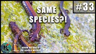 Polymorphism in the Red-Backed Salamander Plethodon cinereus  KNOW #33