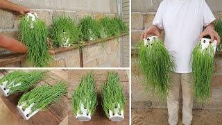 Tips for growing green onions at home to grow quickly in plastic cups