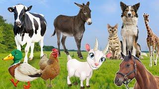 Lovely Animal Sounds Around Us Giraffe Dog Cat Donkey Cow Goat Chicken Horse  Animal Videos