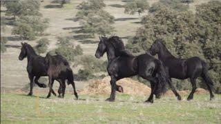 Caballos frisones de Andalucía exclusiva yeguada de Campo Cervero de Pozoblanco  Todo Caballo