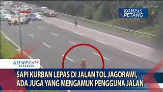 Sapi Kurban Lepas di Jalan Tol Jagorawi Ada Juga Yang Mengamuk Pengguna Jalan