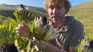 The promiscuous Protea Protea longifolia