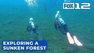 Exploring the ancient sunken forest of Clear Lake in Oregon