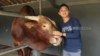 Peternak Muda Belia Panen Cuan Dari Sapi Raksasa  CUAN BOSS 110623