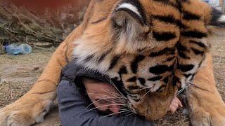 Тигр напал на человека tiger attacked a man