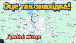 Де ростуть гриби підберезовики в серпні Грибні місця недалеко від Києва Вишгородський район 2024