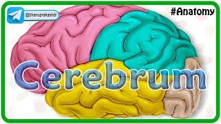 Cerebrum Anatomy Animation  Gyri and Sulci Surfaces Functional areas of cerebral Hemisphere