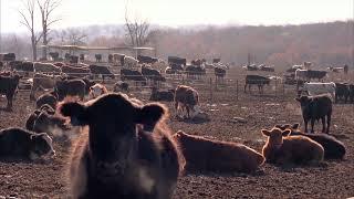 Cattle Shortage Skyrockets Prices Foreshadowing Future Trends?