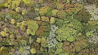 Mesmerising Aerial Video Shows Trees Blowing in the Wind