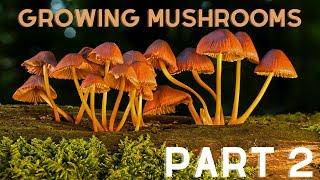 Growing My Mushrooms Part 2