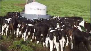 Quality Calf Rearing