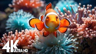 Aquarium 4K VIDEO - Explore The Best Of Sea Life Beautiful Coral With Sleep Relax Meditation Music