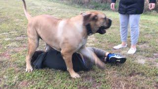 Big Boerboel Accidentally Flips Little Human over #boerboel #trending #viral