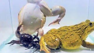 Amazing Asian Bullfrog With Big Crab & Scorpion Asian Bullfrog Live Feeding