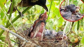 Baby bird Vomits Out OVERSIZED CATERPILLAR  Bulbul baby birds video  transformation day 4 EP 6