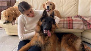 Jealous Golden Retriever Puppy Fights For Owners Attention