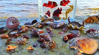 Find conch hermit crab snails colorful fish in the sea seahorses sharks sea fish turtles