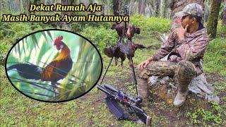 BERBURU AYAM HUTAN SAWIT Part 47  Dekat Rumah Aja Masih Banyak