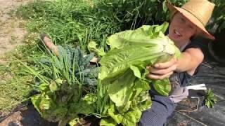 Bolting Lettuce