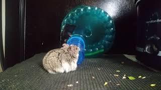 Curious hamster