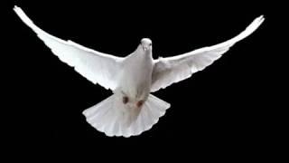 Красивое видео Прекрасная музыка Полет белого голубя
