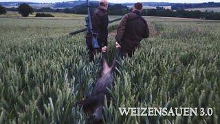 Weizensauen  Chancen nutzen - Jagdkrone