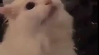 Hentai cat just put headphones and do not hear near parents