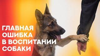 С чего начинается дрессировка собаки? The beginning of the dog training.