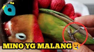 Jangan Sampai Terjadi Pada Burung Anda  Sorry Mino 