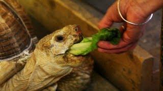 How to Feed a Land Turtle  Pet Turtles