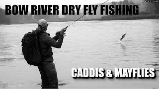 Dry Fly Fishing Albertas Bow River - Caddis & Mayflies