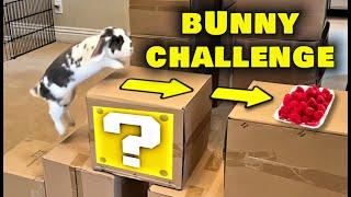 Insane Rabbit Obstacle Course Challenge