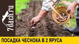 Посадка озимого чеснока в 2 яруса в 2 раза больше урожая с грядки - 7 дач