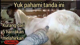 Ciri Ciri Kambing Akan Melahirkan Kurang Dari 5 Hari  Kambing Hamil Tua