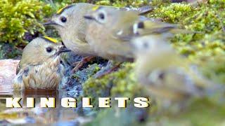 Kinglets. Birds take a bath and drink water in the spring forest