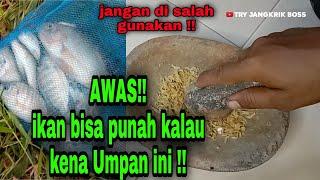 racikan umpan mancing ikan nila  susah makan #104